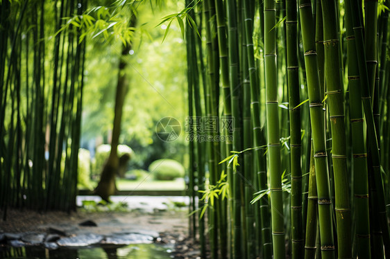 竹林中的潺潺流水图片