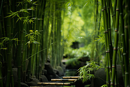 竹林里的溪流高清图片