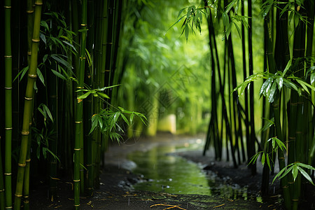 茂密竹林里的溪流背景图片