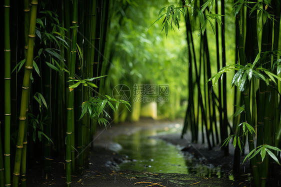 茂密竹林里的溪流图片