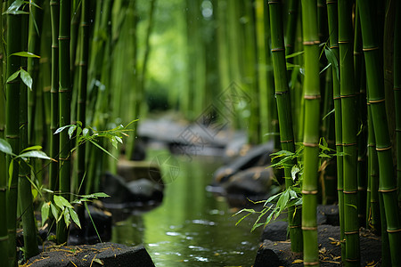 竹林溪流溪流竹子高清图片