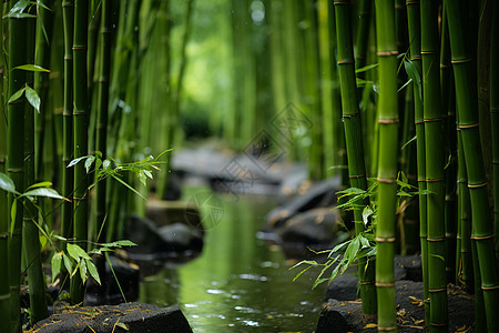 竹林溪流图片