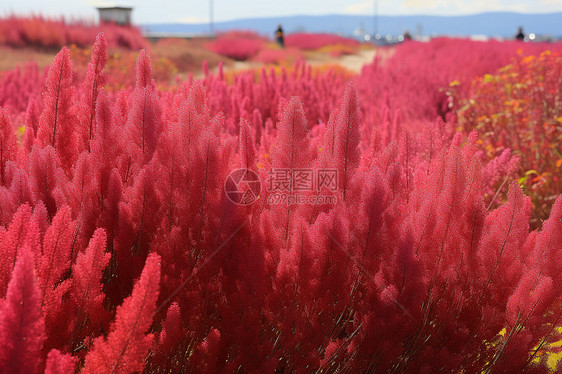 一片红花图片