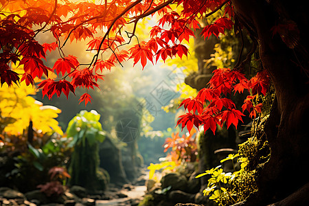 美丽壮观的秋季丛林景观背景图片