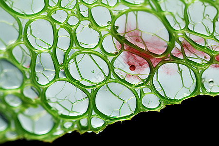 植物细胞的微观概念图图片
