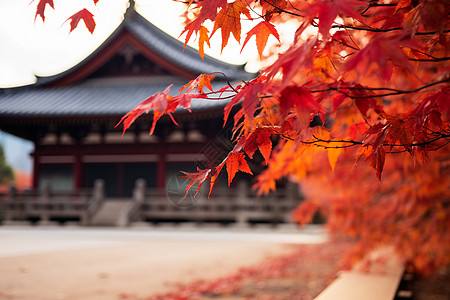 风景优美的秋季古建筑公园景观背景图片