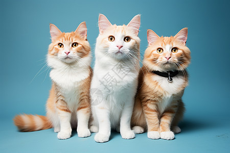 三只猫咪背景图片