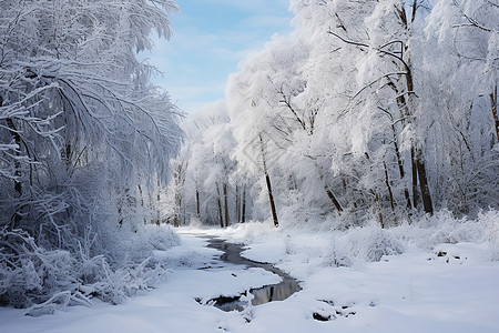 森林中厚厚的白雪图片