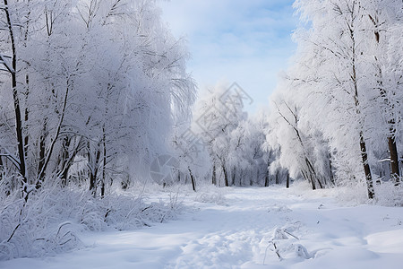 冰雪水森林图片