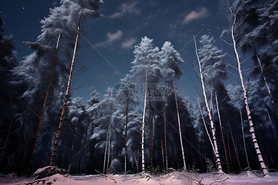 雪夜森林图片