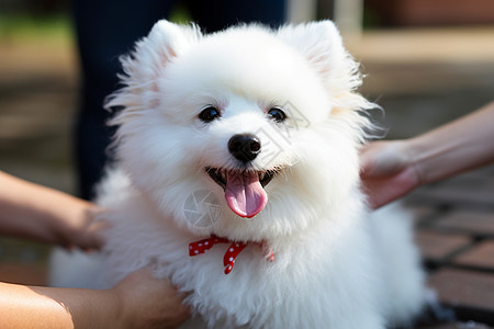 银狐犬毛茸茸的狗狗背景