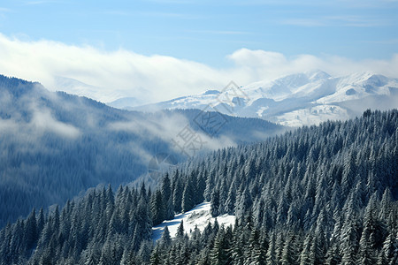 冬季白雪皑皑的山林景观图片