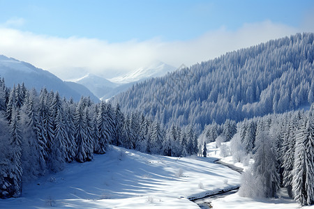 冬季大雪覆盖的山林景观图片