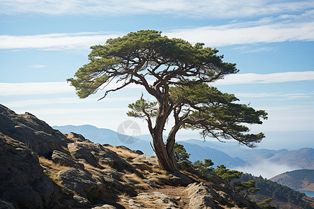 悬崖松树孤独的松树背景