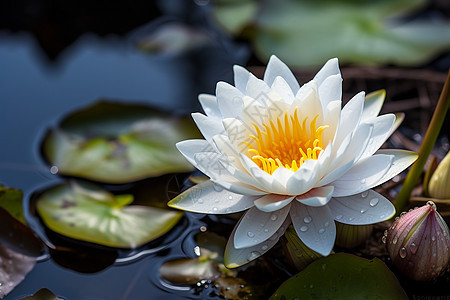 水中的白色花朵图片