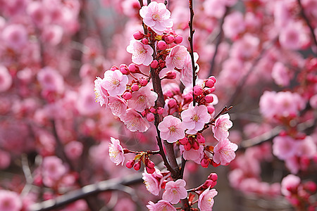 粉色花树背景图片