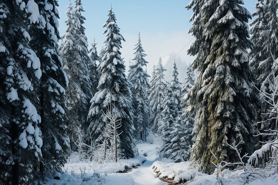 白雪覆盖的云杉树林图片