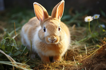 野兔在草地上图片