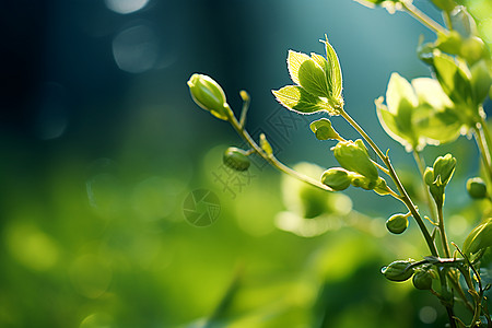 新绿植物叶子图片