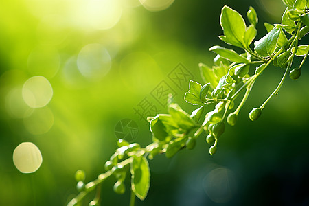 一片绿叶与芽苞背景图片