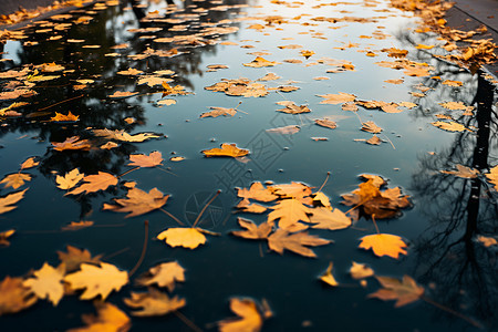 飘落在河面上的树叶图片