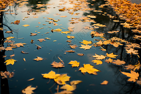 树叶飘落在河面上图片
