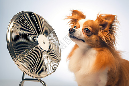 夏日清凉的小狗图片