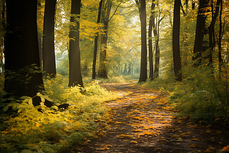 森林中的黄叶小径背景图片