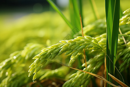 绿叶中的稻田图片