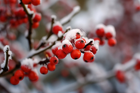 白雪覆盖的浆果图片