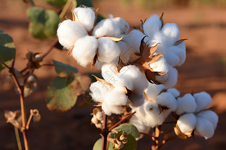农业种植的棉花田野图片