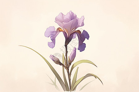 自然之美的紫色鸢尾花朵图片