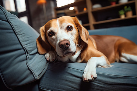 乖巧懂事的金毛犬背景图片