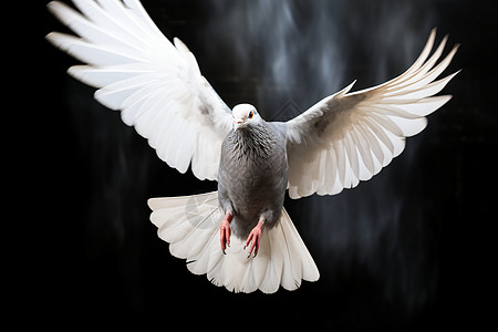 展翅翱翔的鸽子背景图片