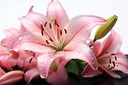 美丽的粉色百合花花朵图片