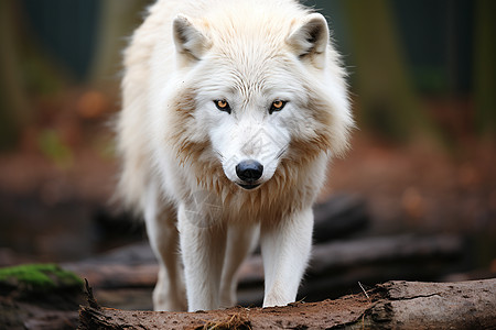 森林之王的白狼图片