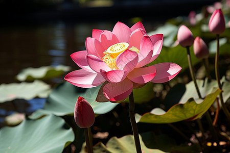 清新自然的莲花花朵图片