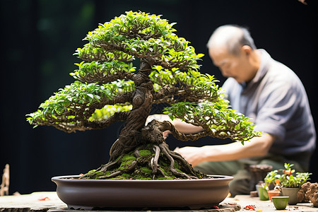 盆景植物的装饰图片