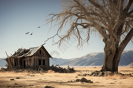 沙漠中的古老居民背景图片