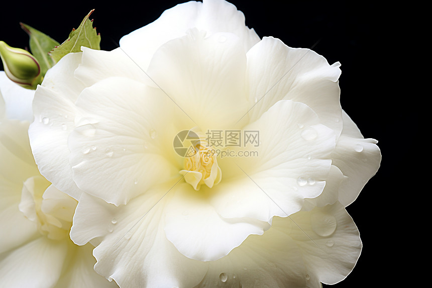 水珠点缀的白色花朵图片