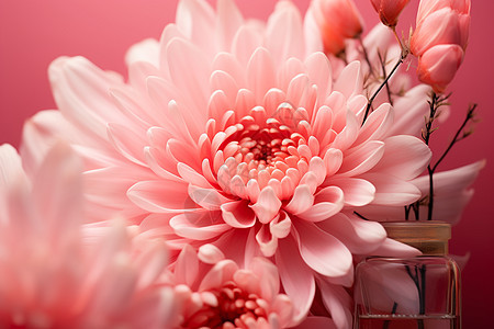 粉色花瓶的花朵图片