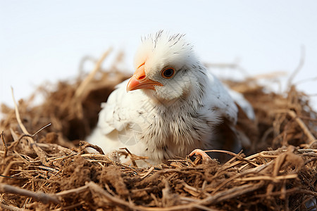 稻草堆里的母鸡图片