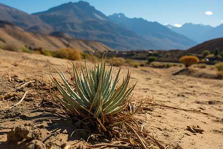 沙漠中一颗小植物图片