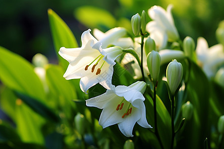 百合花苞盛放百合和花苞背景