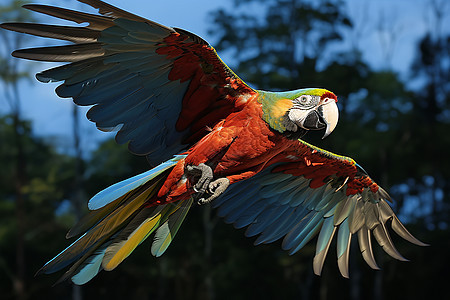彩色鹦鹉自由飞翔图片