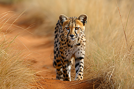危险的动物猎豹高清图片