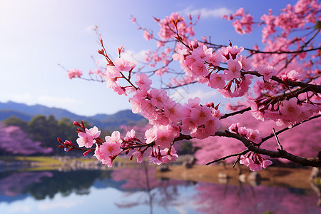 山脉背景下的樱花树图片