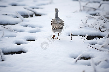 寒冬中雪地上的小鸟高清图片