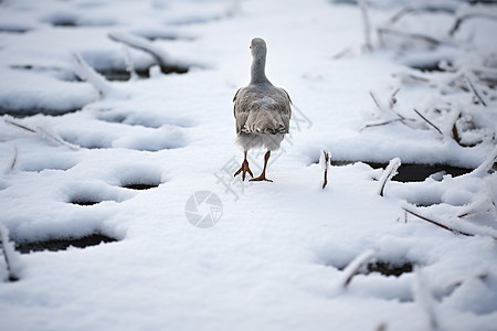 寒冬中雪地上的小鸟背景图片