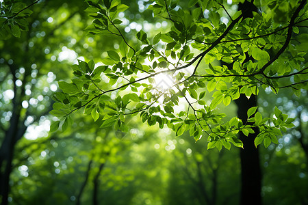 垂落的枝叶阳光照耀下的绿树丛林背景